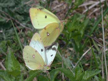 Colias alfacariensis Ribbe adulte - ©Philippe Mothiron