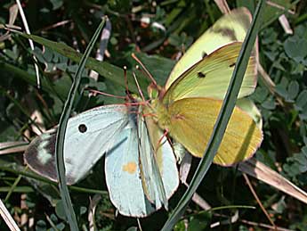 Colias alfacariensis Ribbe adulte - ©Philippe Mothiron