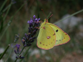 Colias alfacariensis Ribbe adulte - ©Philippe Mothiron