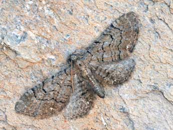 Eupithecia alliaria Stgr adulte - ©Daniel Morel