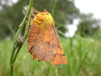 Ennomos alniaria L. adulte - ©Philippe Mothiron