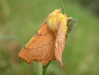 Ennomos alniaria L. adulte - Philippe Mothiron