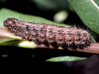  Chenille de Rhegmatophila alpina Bell. - Serge Wambeke