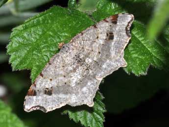 Macaria alternata D. & S. adulte - Philippe Mothiron