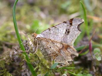 Macaria alternata D. & S. adulte - ©Philippe Mothiron