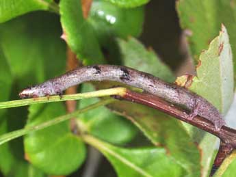  Chenille de Macaria alternata D. & S. - ©Philippe Mothiron