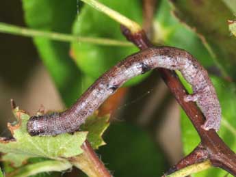  Chenille de Macaria alternata D. & S. - ©Philippe Mothiron