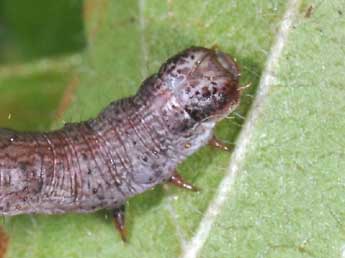  Chenille de Macaria alternata D. & S. - Philippe Mothiron