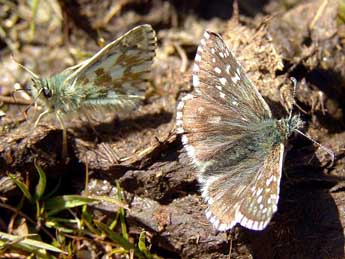 Pyrgus alveus Hb. adulte - ©Patrick Gros