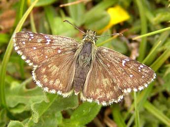 Pyrgus alveus Hb. adulte - ©Patrick Gros