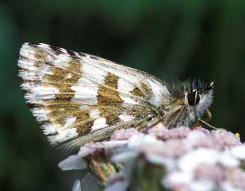 Pyrgus alveus Hb. adulte - ©Tristan Lafranchis