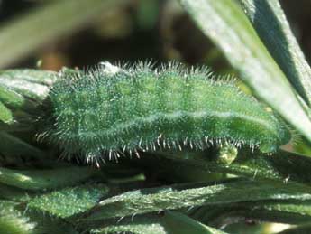  Chenille de Polyommatus amandus Schndr - Tristan Lafranchis