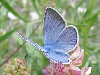 Polyommatus amandus Schndr adulte - ©Jean-Pierre Arnaud