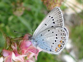 Polyommatus amandus Schndr adulte - Jean-Pierre Arnaud