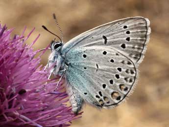 Polyommatus amandus Schndr adulte - ©Daniel Morel