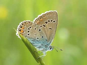 Polyommatus amandus Schndr adulte - David Demerges