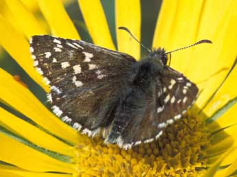 Pyrgus andromedae Wallengren adulte - Tristan Lafranchis