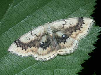 Cyclophora annularia F. adulte - ©Philippe Mothiron