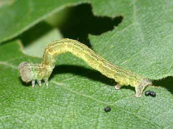  Chenille de Cyclophora annularia F. - Philippe Mothiron