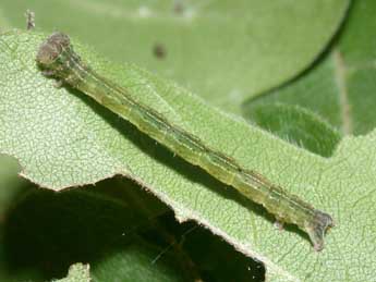  Chenille de Cyclophora annularia F. - Philippe Mothiron