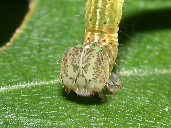  Chenille de Cyclophora annularia F. - Philippe Mothiron