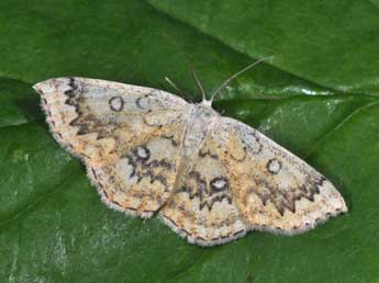 Cyclophora annularia F. adulte - Philippe Mothiron