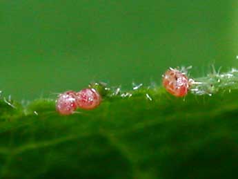  Oeuf de Cyclophora annularia F. - Philippe Mothiron