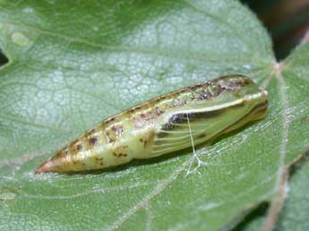  Chrysalide de Cyclophora annularia F. - Philippe Mothiron