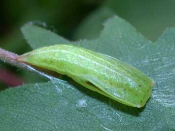  Chrysalide de Cyclophora annularia F. - Philippe Mothiron