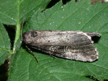 Stilbia anomala Hw. adulte - Philippe Mothiron