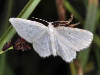 Asthena anseraria H.-S. adulte - Philippe Mothiron