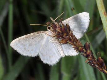 Asthena anseraria H.-S. adulte - Philippe Mothiron