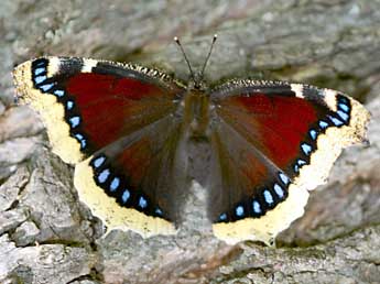 Nymphalis antiopa L. adulte - ©Daniel Morel