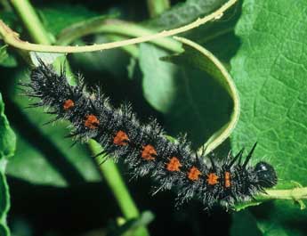  Chenille de Nymphalis antiopa L. - ©Philippe Mothiron