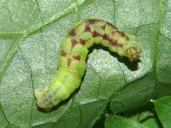  Chenille de Acasis appensata Ev. - ©Lionel Taurand