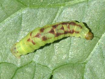  Chenille de Acasis appensata Ev. - ©Lionel Taurand