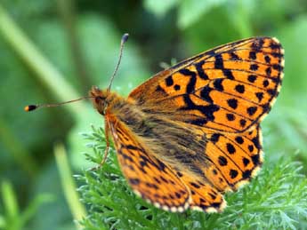 Boloria aquilonaris Stichel adulte - ©Daniel Morel