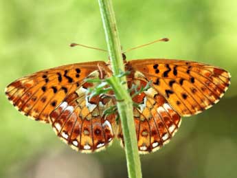 Boloria aquilonaris Stichel adulte - Daniel Morel