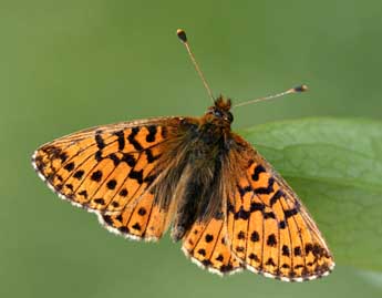 Boloria aquilonaris Stichel adulte - Daniel Morel