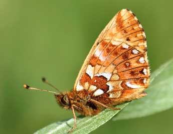 Boloria aquilonaris Stichel adulte - Daniel Morel