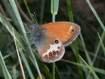 Coenonympha arcania L. adulte - ©Philippe Mothiron