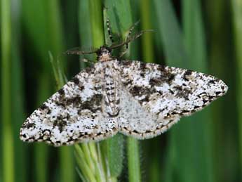 Fagivorina arenaria Hfn. adulte - ©Samuel Ducept