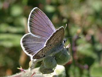 Plebejus bellieri Obth. adulte - ©Herv Guyot