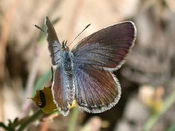 Plebejus bellieri Obth. adulte - Herv Guyot