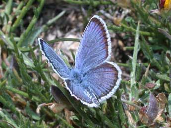 Plebejus argus L. adulte - Philippe Mothiron