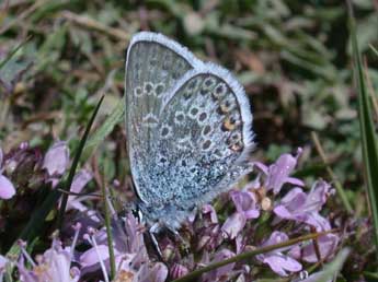 Plebejus argus L. adulte - ©Philippe Mothiron