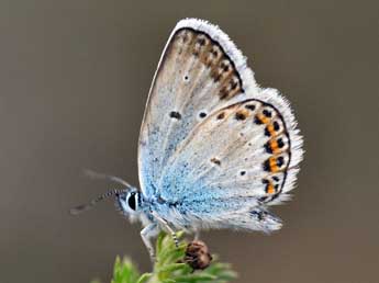 Plebejus argus L. adulte - Daniel Morel