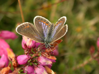 Plebejus argus L. adulte - ©Philippe Mothiron