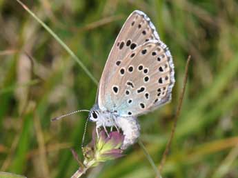 Phengaris arion L. adulte - ©Philippe Mothiron