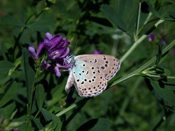 Phengaris arion L. adulte - ©Philippe Mothiron